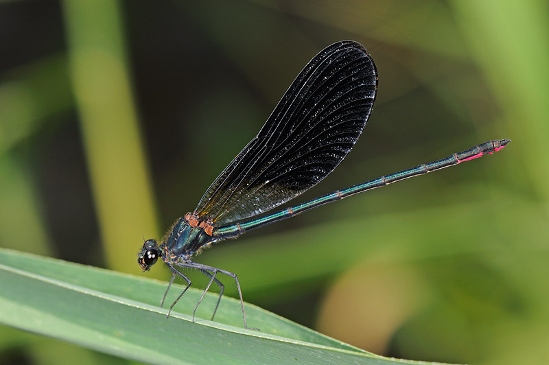 Calopteryx quale? - Calopteryx haemorrhoidalis e splendens